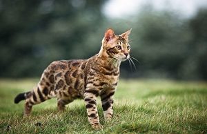 Бенгальская кошка с пятнистым окрасом идёт по траве