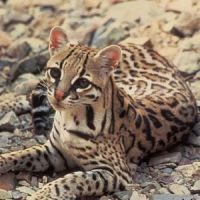 Дикий азиатский леопардовый кот лежит на камнях