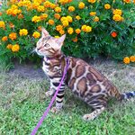 Бенгальский кот Viola Alba Jonathan, фотография 1
