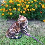 Бенгальский кот Viola Alba Jonathan, фотография 2