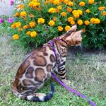 Бенгальский кот Viola Alba Jonathan, фотография 3