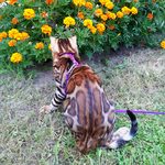 Бенгальский кот Viola Alba Jonathan, фотография 5