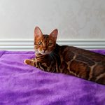 Бенгальский кот Viola Alba Presley, фотография 1