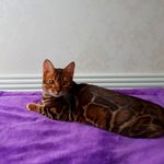 Бенгальский кот Viola Alba Presley, фотография 2