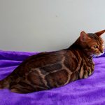 Бенгальский кот Viola Alba Presley, фотография 3