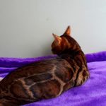 Бенгальский кот Viola Alba Presley, фотография 4