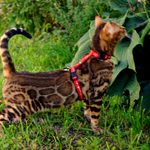 Бенгальский кот Viola Alba Valet, фотография 2