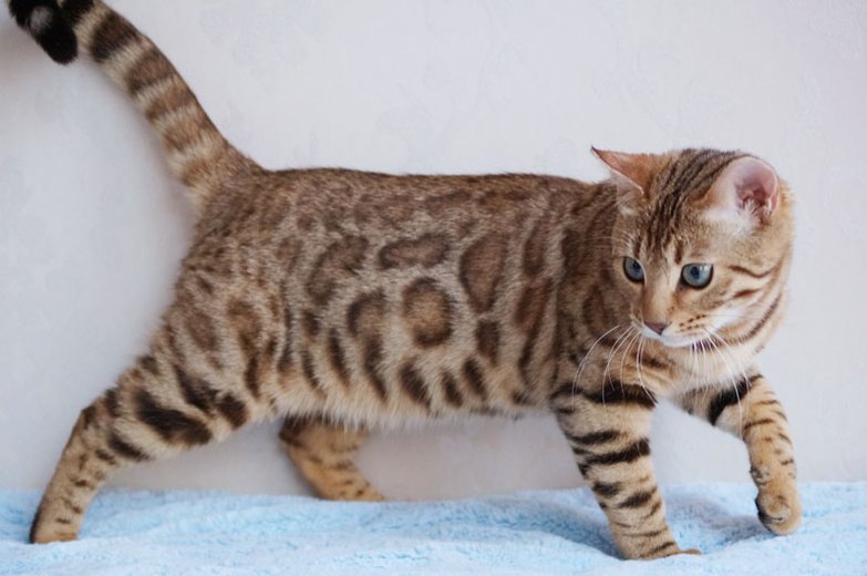 Бенгальская кошка Belajo Ginger