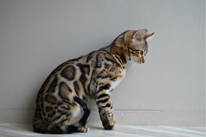 Бенгальская кошка Kanpur Cleopatra