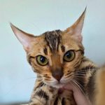 Бенгальский котёнок питомника Viola Alba, фотография 1