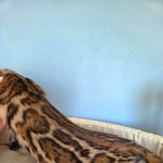 Бенгальский котёнок питомника Viola Alba, фотография 2