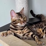 Бенгальский котёнок питомника Viola Alba, фотография 1
