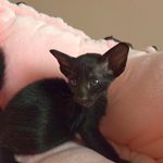 Ориентальный котёнок питомника Viola Alba, окрас чёрный, фотография 1