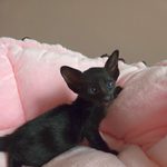 Ориентальный котёнок питомника Viola Alba, окрас чёрный, фотография 2