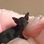 Ориентальный котёнок питомника Viola Alba, окрас чёрный, фотография 3