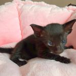 Ориентальный котёнок питомника Viola Alba, окрас чёрный, фотография 1