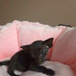 Ориентальный котёнок питомника Viola Alba, окрас чёрный, фотография 2