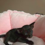Ориентальный котёнок питомника Viola Alba, окрас чёрный, фотография 3