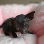 Ориентальный котёнок питомника Viola Alba, окрас чёрный, фотография 1