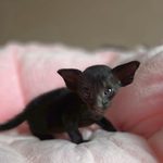 Ориентальный котёнок питомника Viola Alba, окрас чёрный, фотография 2