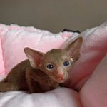 Ориентальный котёнок питомника Viola Alba, окрас циннамон, фотография 1