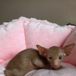 Ориентальный котёнок питомника Viola Alba, окрас циннамон, фотография 2