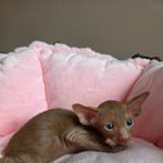 Ориентальный котёнок питомника Viola Alba, окрас циннамон, фотография 3