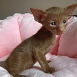 Ориентальный котёнок питомника Viola Alba, окрас циннамон, фотография 1