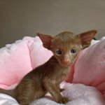 Ориентальный котёнок питомника Viola Alba, окрас циннамон, фотография 2