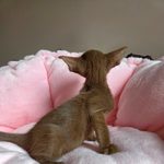 Ориентальный котёнок питомника Viola Alba, окрас циннамон, фотография 3