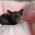 Ориентальный котёнок питомника Viola Alba, окрас чёрный, фотография 1