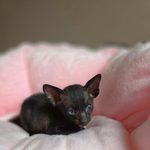 Ориентальный котёнок питомника Viola Alba, окрас чёрный, фотография 2