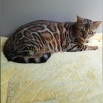 Бенгальская кошка Bennvoyagee Katchoo Of Viola Alba, фотография 1