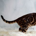 Бенгальская кошка Oasisbengals Passion, фотография 10