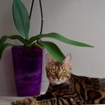 Бенгальская кошка Oasisbengals Passion, фотография 2