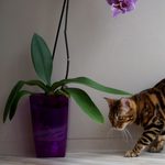 Бенгальская кошка Oasisbengals Passion, фотография 6