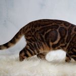 Бенгальская кошка Oasisbengals Passion, фотография 9