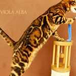 Бенгальская кошка Viola Alba Vanessa, фотография 3
