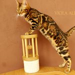 Бенгальская кошка Viola Alba Vanessa, фотография 4