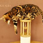 Бенгальская кошка Viola Alba Vanessa, фотография 7